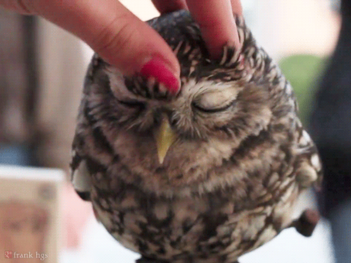 Tiny owl receiving a mini head massage